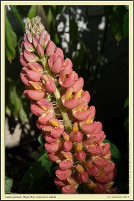 Lupin stacked 1X1920.jpg