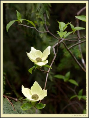 Dogwood Stack 2 cr.jpg