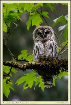 barred_owlets_bowen_park