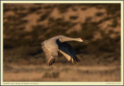 bosque_del_apache_nov_2016