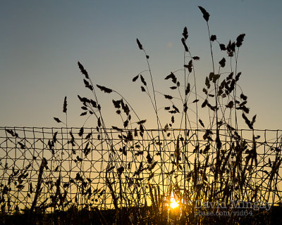 Jul 11: Grass sunset