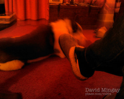 Nov 22: Slippers and dogs
