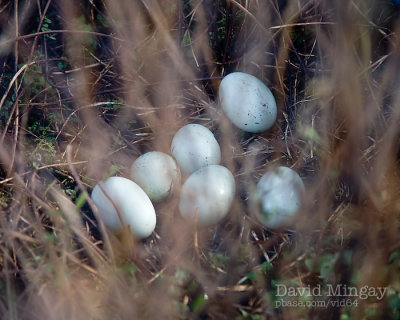 Feb 2: Eggs