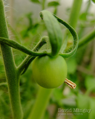 Jul 17: Tomato