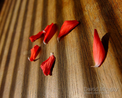 Jul 24:Petals