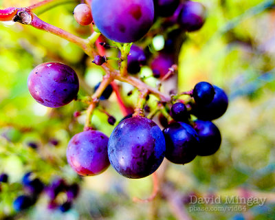 Sep 3: Grapes