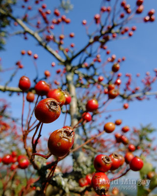 Sep 9: Berries