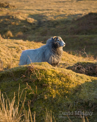 Mar 21 - Sheep