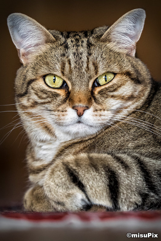 2015-003 Leo'sStare