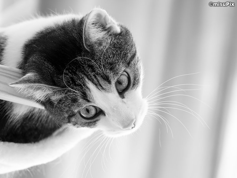 2015-004 DelicateBlacksAndWhites