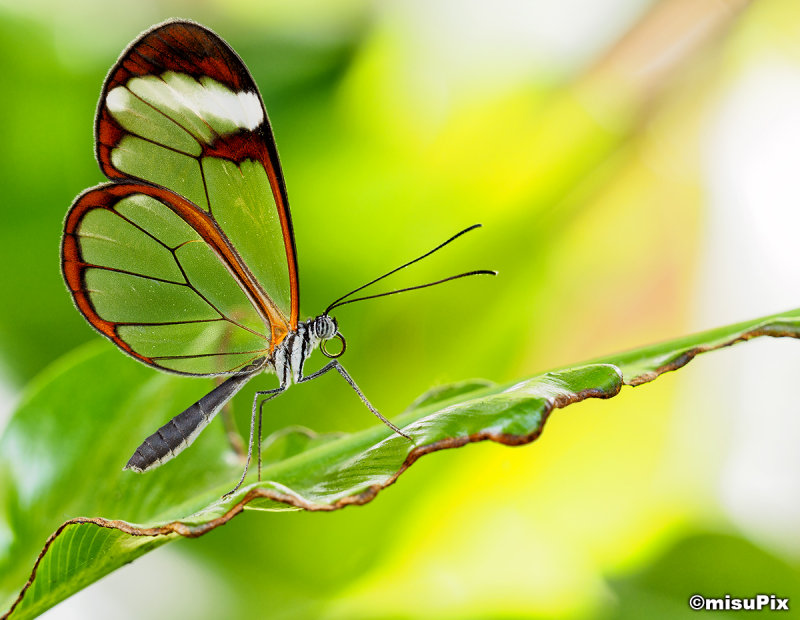 2015-010 Translucent
