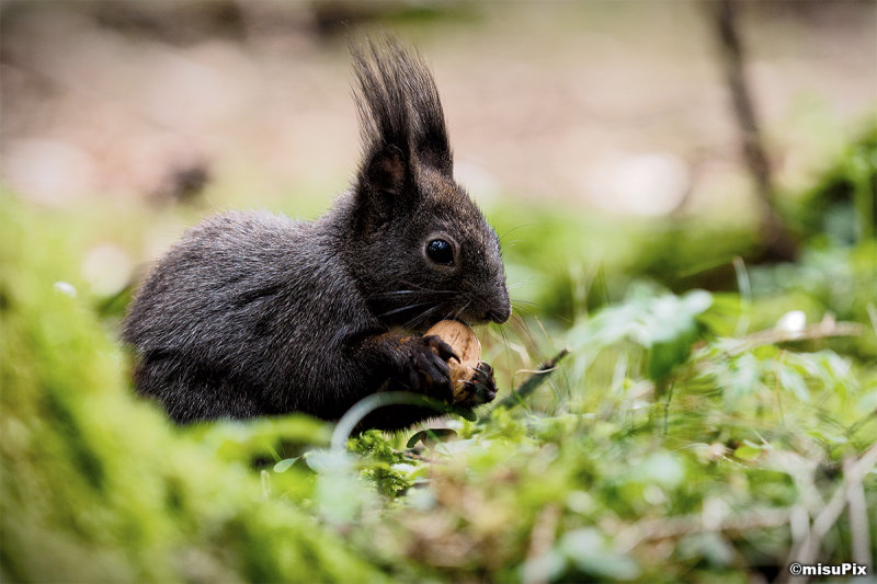 2015-016 Squirrel1