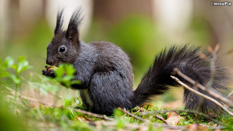 2015-017 Squirrel2