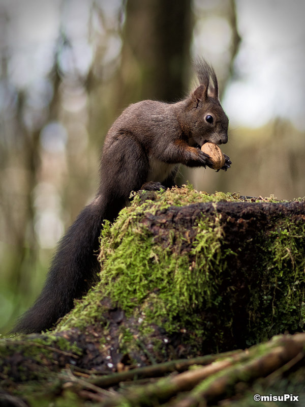 2015-018 Squirrel3