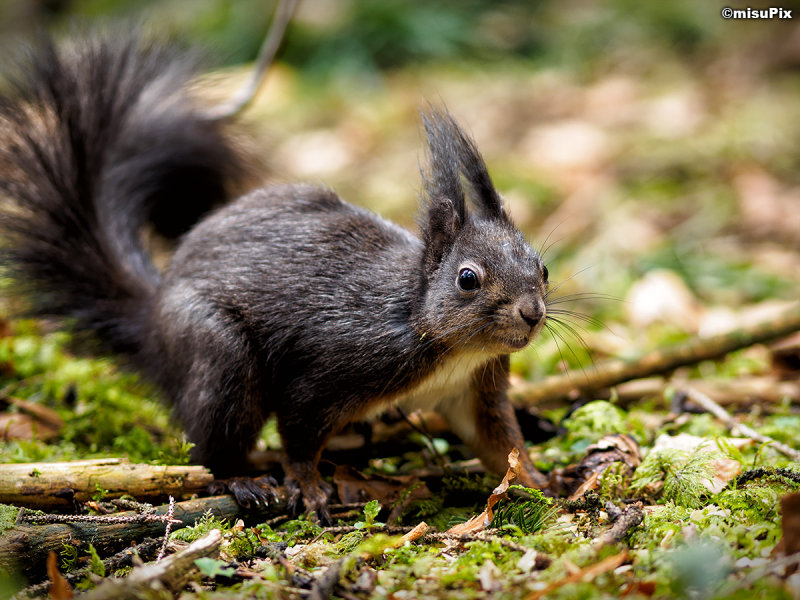 2015-020 Squirrel5