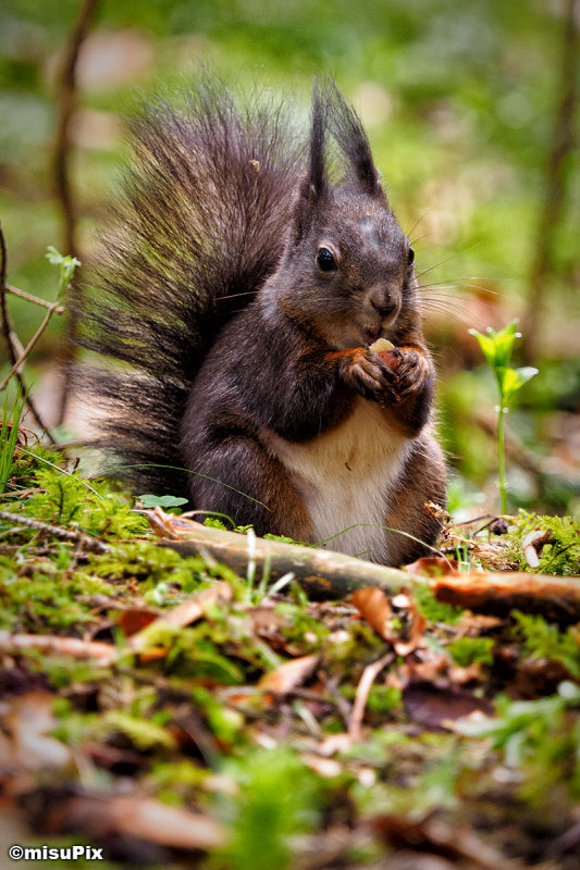 2015-021 Squirrel6