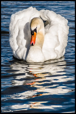 2014-006 Swan