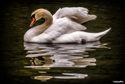 2014-034 Swan