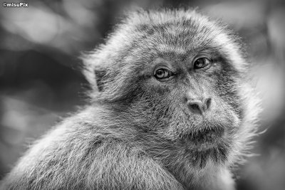 2014-91 Macaque