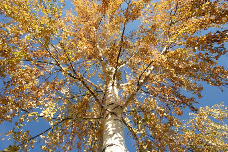 Blue sky fall Day.jpg
