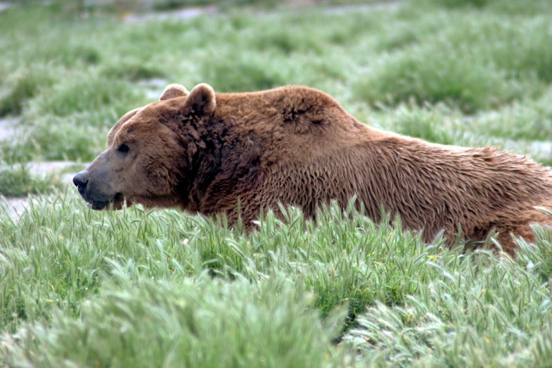 CRITTER 0060.jpg