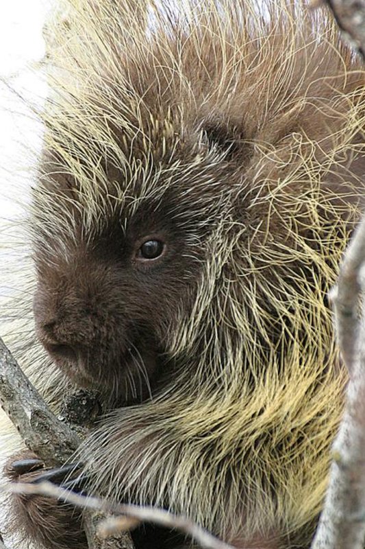 CRITTER 0108.jpg