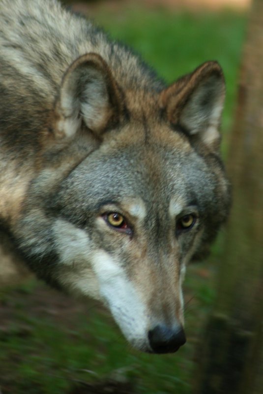 CRITTER 0132.jpg