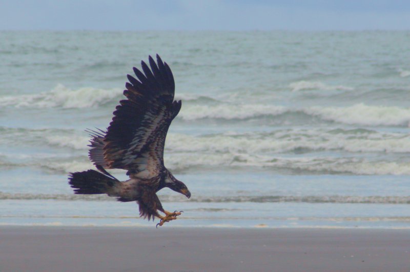 CRITTER 0145.jpg