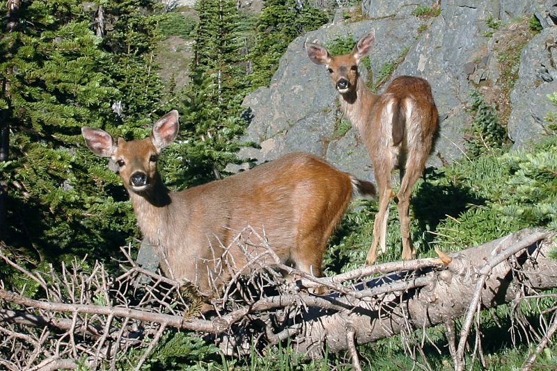 CRITTER 0149.JPG