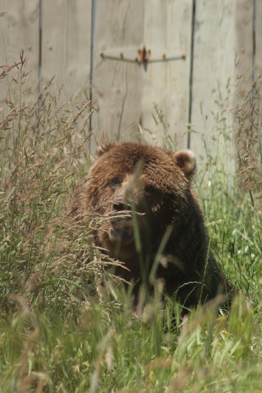 CRITTER 0231.jpg