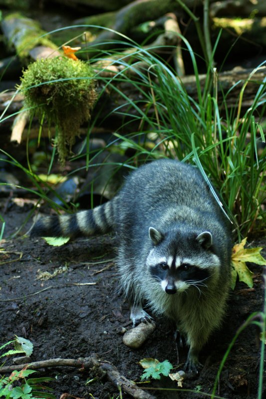 CRITTER 0267.jpg