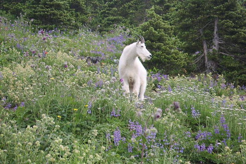 CRITTER 0269.jpg