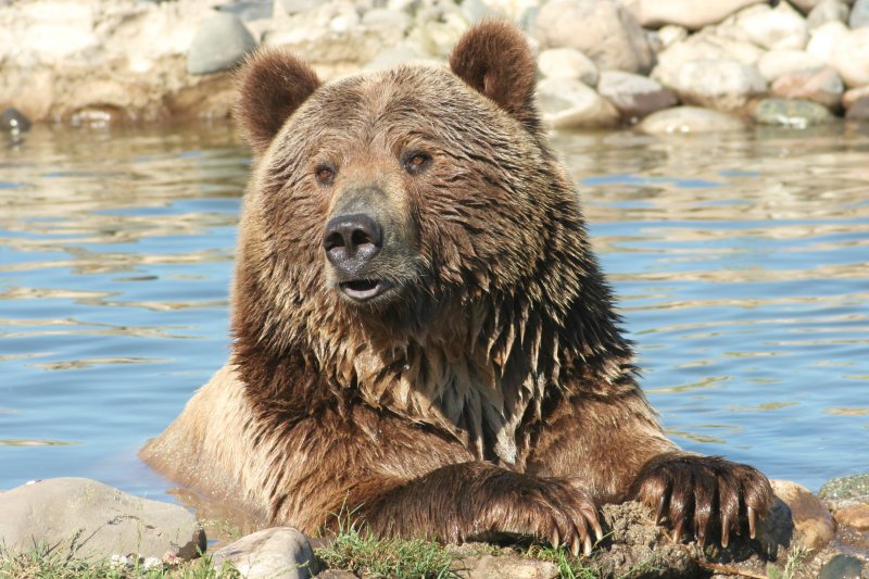CRITTER 0319.jpg