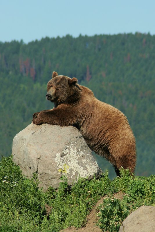 CRITTER 0371.jpg