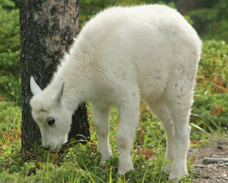 CRITTER 0394.jpg