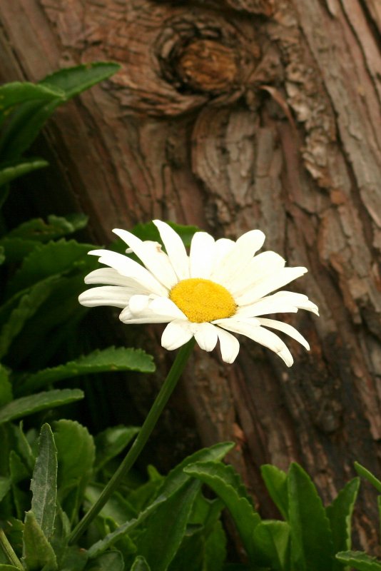 Daisy and the log.jpg