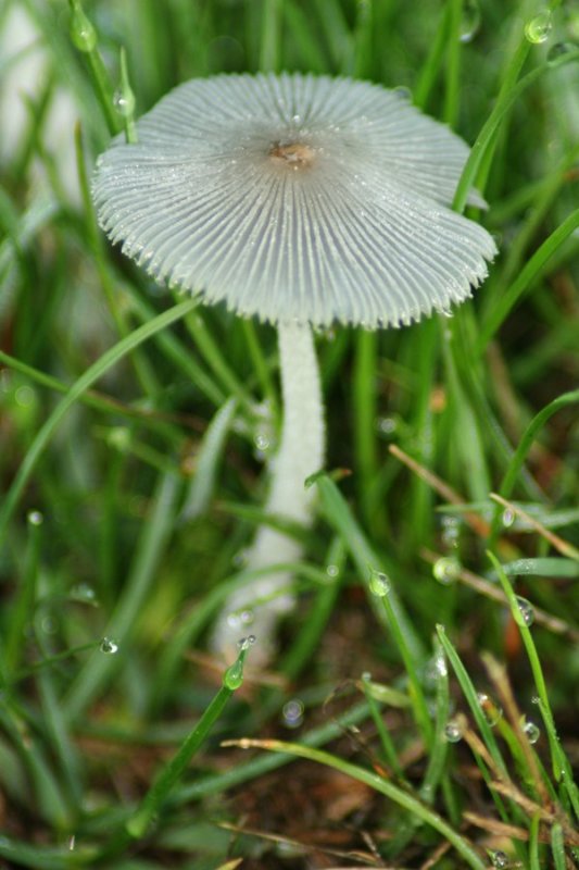 Natures sculpture.jpg