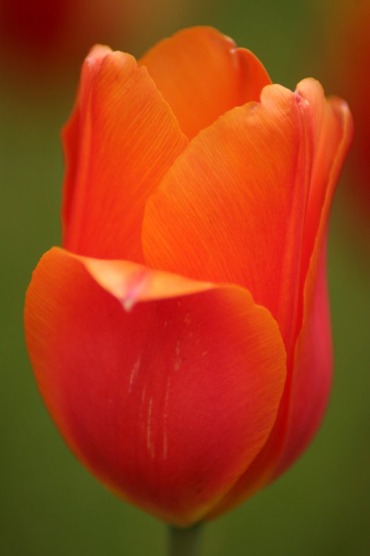 Orange beauty.jpg