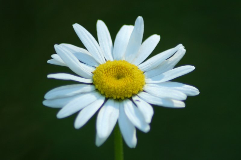 Wild daisey.jpg