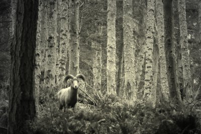 Among the trees