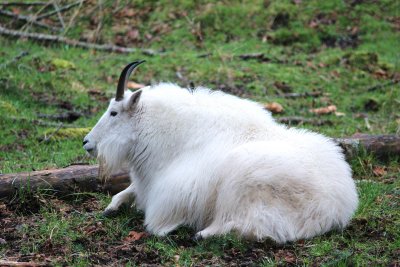 Preggo Goat