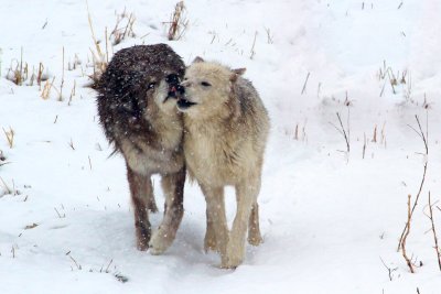 Give me a kiss.JPG