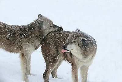 Snow dont taste bad.JPG