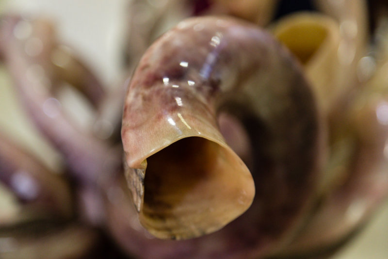 Shofar