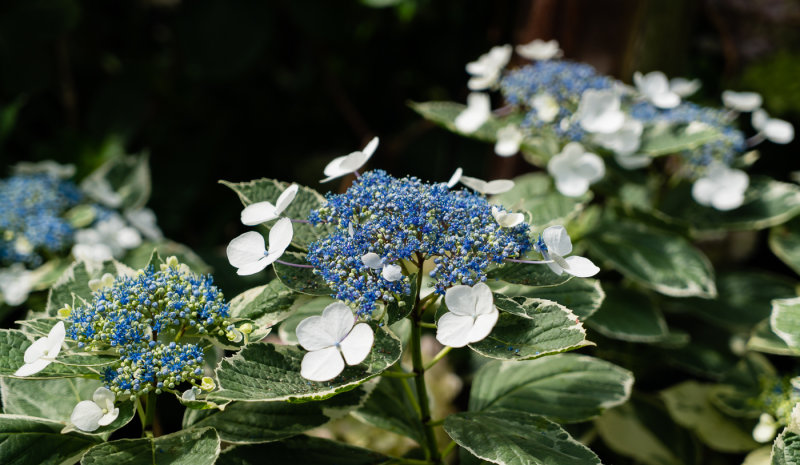 _DSC9774.jpg