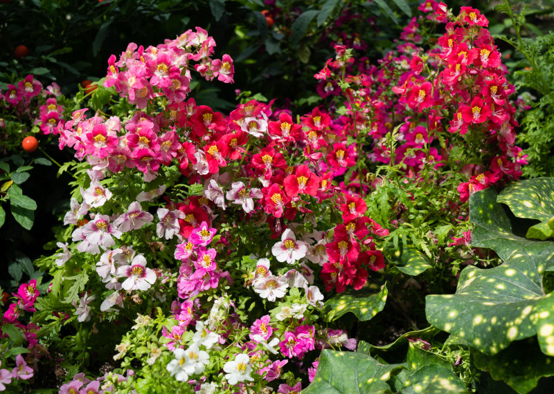 _DSC9784.jpg