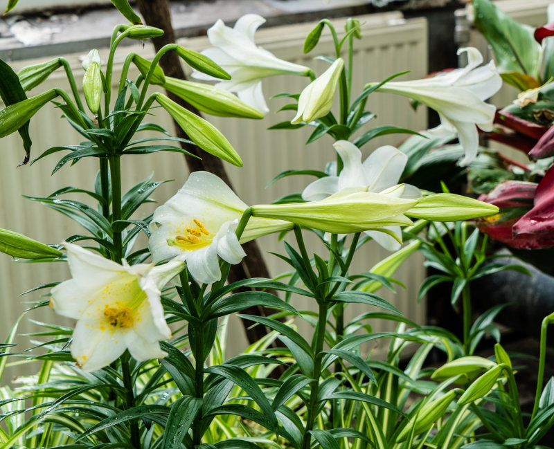 _DSC9795.jpg