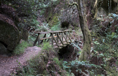 Bridge on Steep Ravine Trail