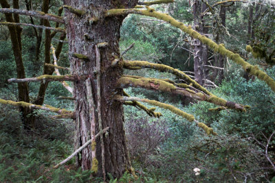 Moss tree on Dipsea Trail