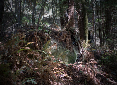 Pomponio Canyon Trail